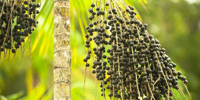 Euterpe oleracea