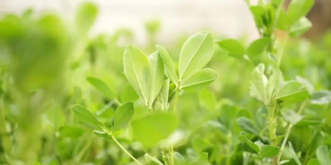Alfalfa – Introducing the king of foods Alfalfa – Introducing the king of foods