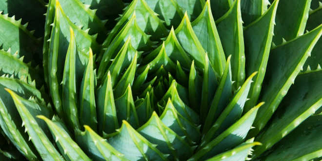 Aloe vera, the plant of health and beauty - HSN Blog