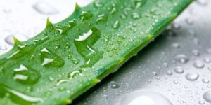 All the info about Aloe Vera