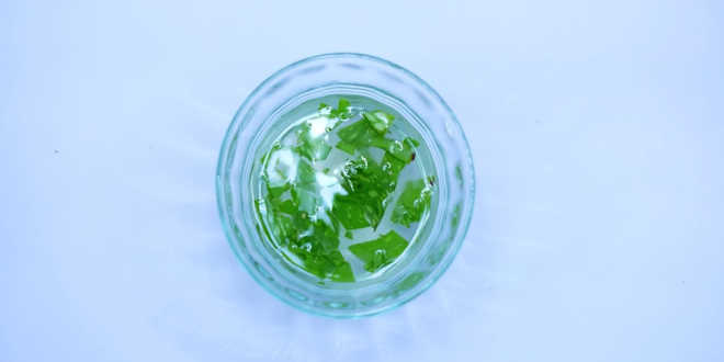 Aloe vera preservation Aloe vera preservation