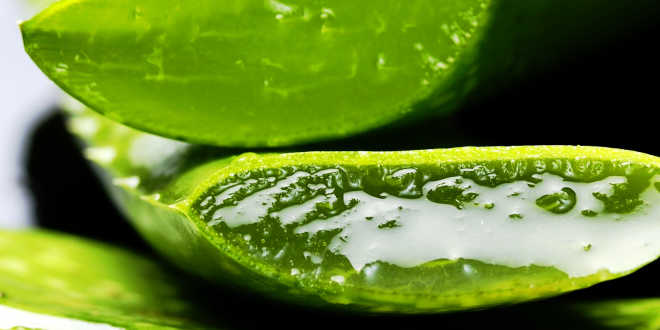 Cut aloe vera leaf Cut aloe vera leaf