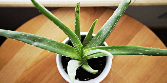 Aloe vera at home Aloe vera at home