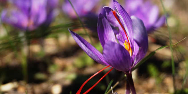Saffron or crocus sativus – Regulate your immune function naturally
