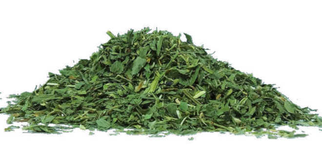 Alfalfa – Introducing the king of foods