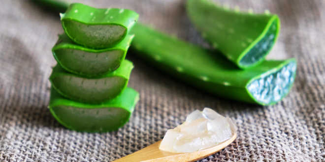 Aloe vera, the plant of health and beauty - HSN Blog