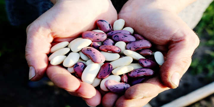 A handful of white kidney beans