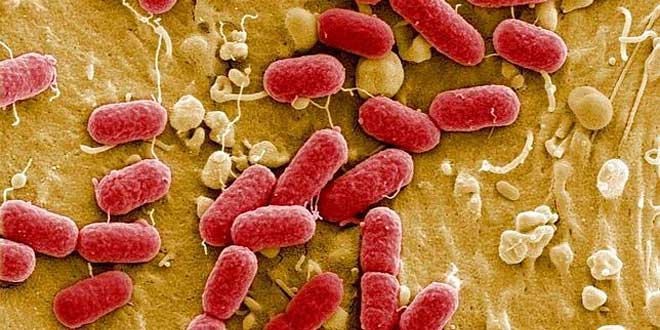 Colostrum fights against the bacteria Colostrum fights against the bacteria