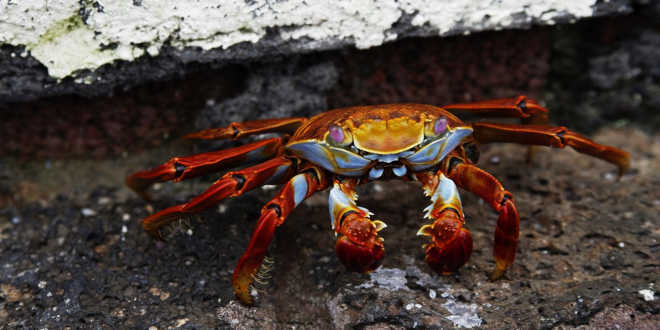 Crab Crab