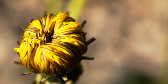 Closed dandelion flower