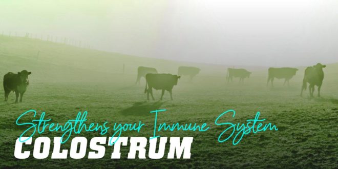 Colostrum – What is it, composition and benefits for athletes Colostrum – What is it, composition and benefits for athletes