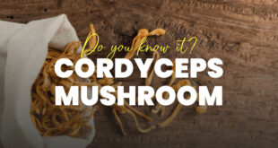 Cordyceps Mushroom Benefits