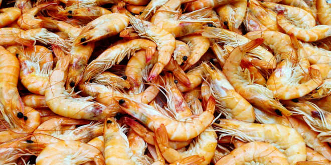 Prawns Prawns