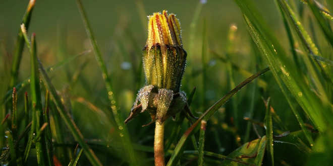 Dandelion bud