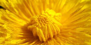 Properties and Benefits of Dandelion