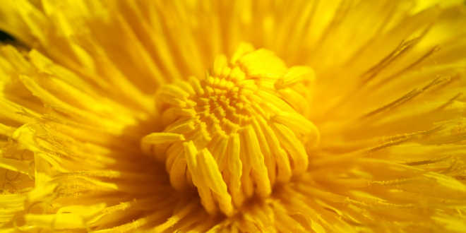 Dandelion – Let’s find out about its many properties