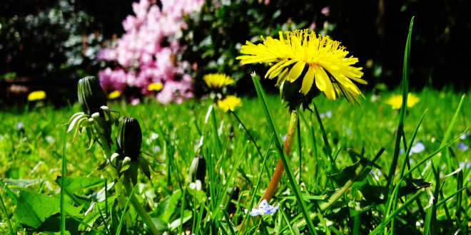 Field and flowers