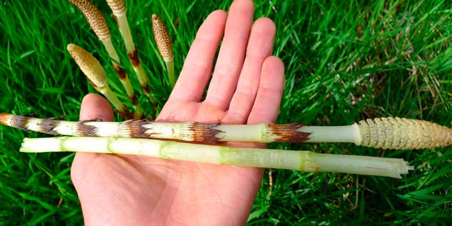 Horsetail stems