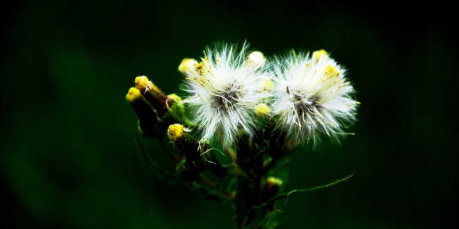 Open dandelion flower