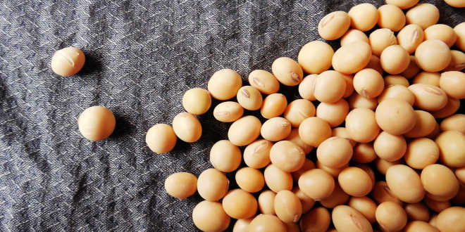 Soy isoflavones – A natural remedy against menopause