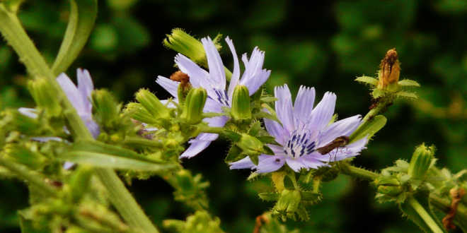 Chicory flowers Chicory flowers