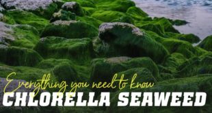 Chlorella seaweed