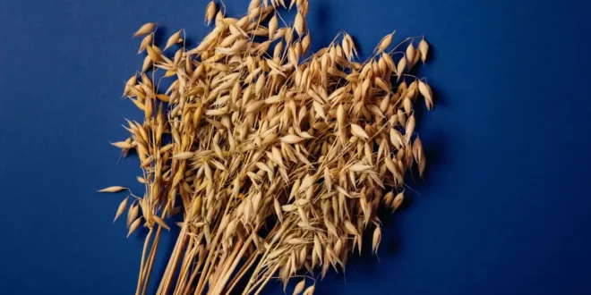 Avena Sativa – Natural remedy against stress and testosterone increase