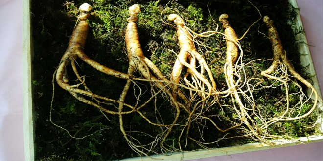 Ginseng roots