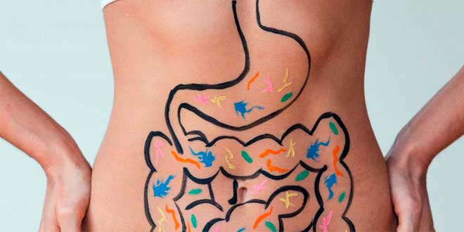 Inulin and its benefits for intestinal health