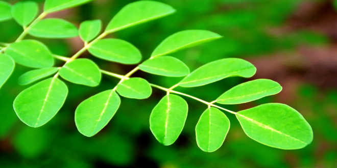Moringa leaves Moringa leaves