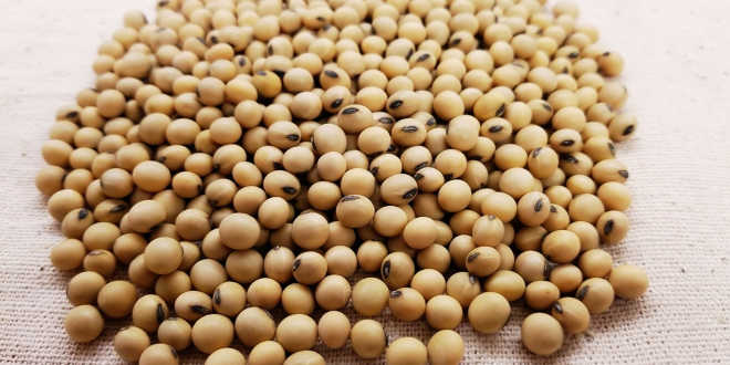 Soy beans