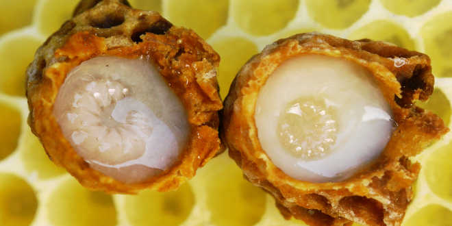 Bee larvae