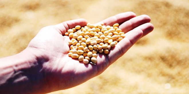 A handful of soy 