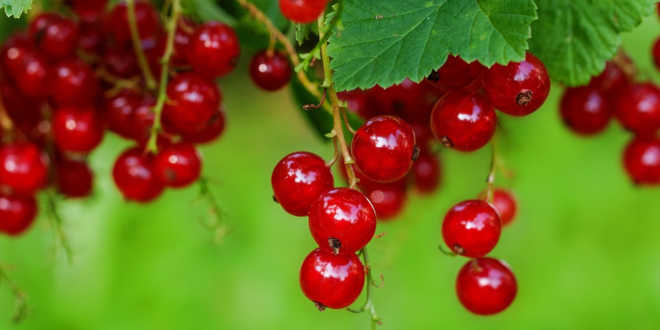 Red currants