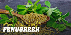 Fenugreek