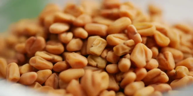 Fenugreek: Properties, benefits and contraindications for health