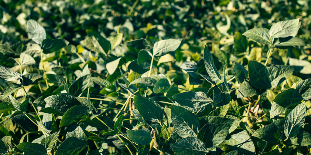 Soy Lecithin All you need to know at the HSN Blog!