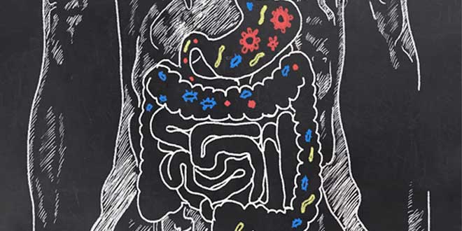 Intestinal flora drawing
