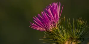 Milk Thistle, a natural hepatic protector