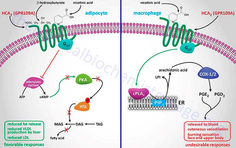 Lowering the cholesterol process