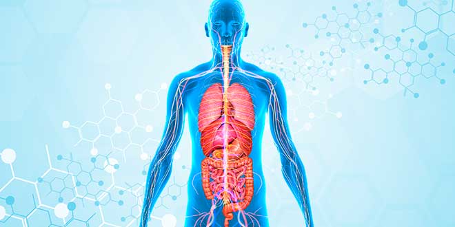 Digestive system
