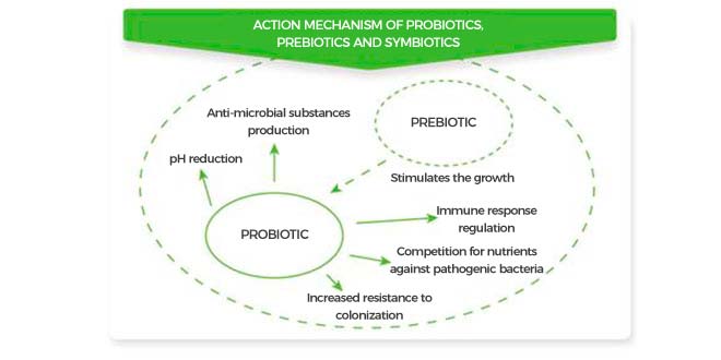 Action mechanism of probiotics, prebiotics and synbiotics