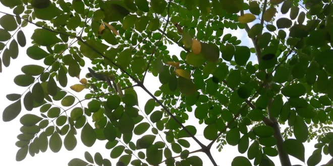 Moringa – Find out all the Properties from the Tree of Life Moringa – Find out all the Properties from the Tree of Life