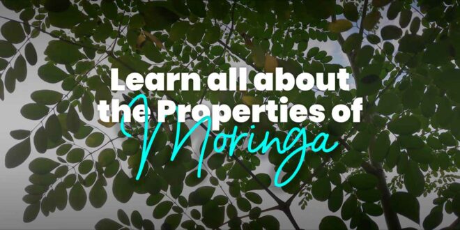 Moringa – Find out all the Properties from the Tree of Life Moringa – Find out all the Properties from the Tree of Life