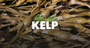 Benefits of Kelp