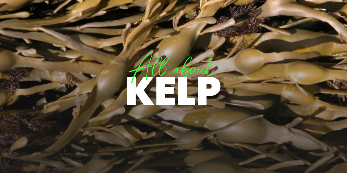 Kelp Properties, benefits and side effects 【HSN Blog】