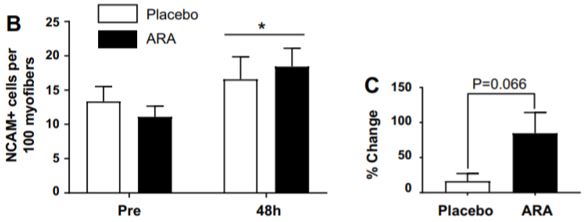 NCAM + cells per 100 myofibers
