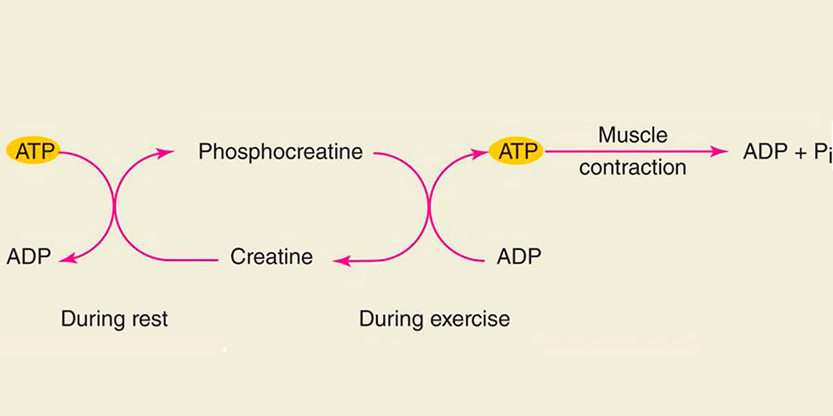 ATP metabolism ATP metabolism