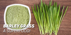 Barley Grass