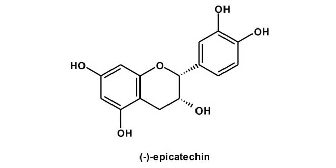 Epicatechin molecule Epicatechin molecule